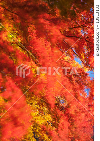 Maple of falling autumn leaves 13913133