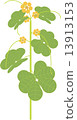 A pair 13913153