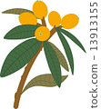 Loquat 13913155