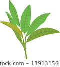 roasted green tea  13913156