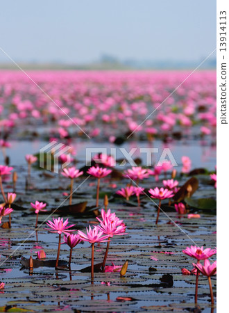 Sea of pink lotus,Nong Han, Udon Thani, Thailand (unseen in Thai 13914113