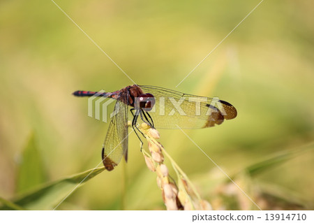 Noshimetornbo (male) 13914710