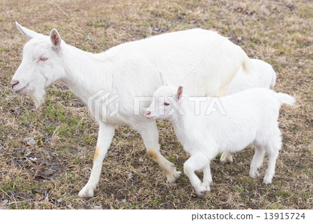 Parent and child of goat 13915724