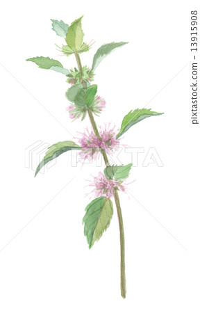 Light Thief Mackerel Light Thief Mackerel 13915908