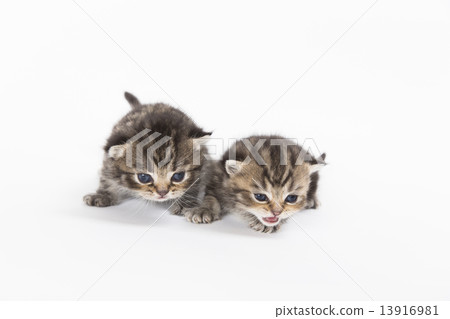 Kitten brothers 13916981