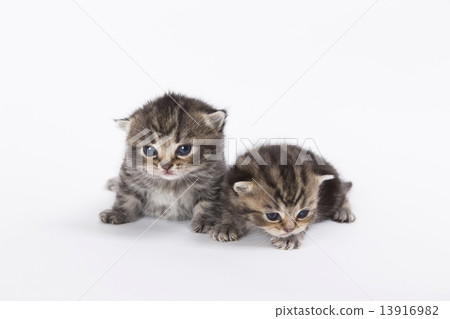 A good kitten 13916982