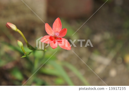 Himehimeigami iris 13917235