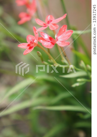 Himehimeigami iris Himehimeigami iris 13917245