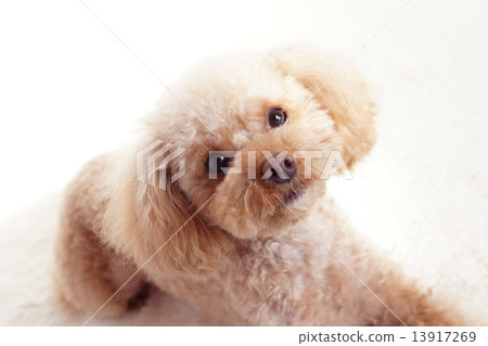 Toy Poodle with Lens Look Toy Poodle with Lens Look 13917269