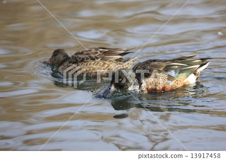 琵嘴鴨 琵嘴鴨 13917458