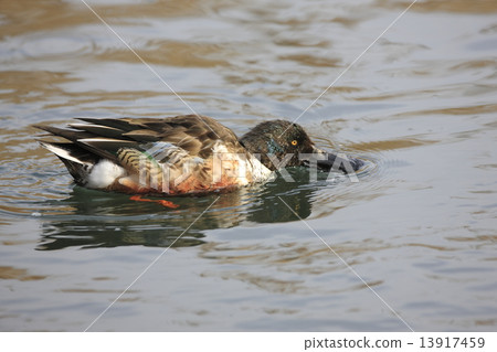 Lashes Lashes 13917459