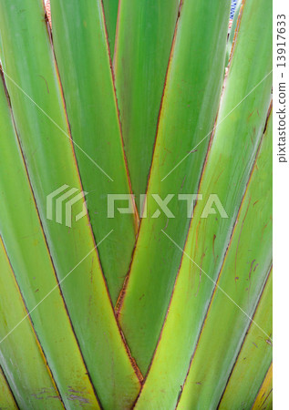 Traveler's Tree, Closed up, Texture 13917633