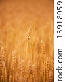 A fruitful wheat field 13918059
