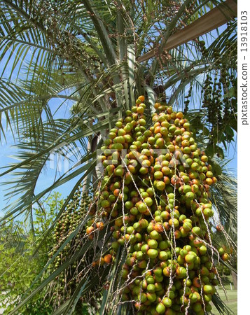 竹筍的果實 竹筍的果實 13918103