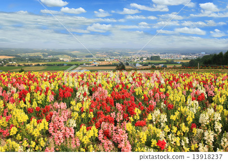 Hokkaido Flower Land 13918237