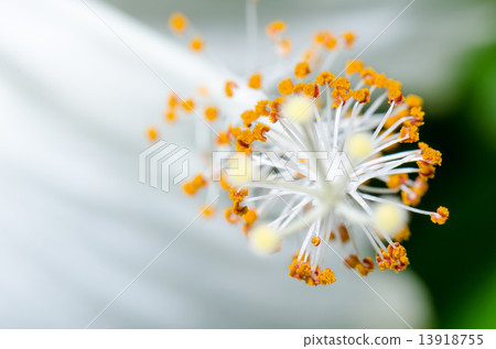Carpel of the white Hibiscus flowers 13918755