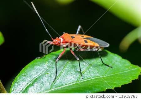 Red Cotton Bug (Dysdercus cingulatus) 13918763
