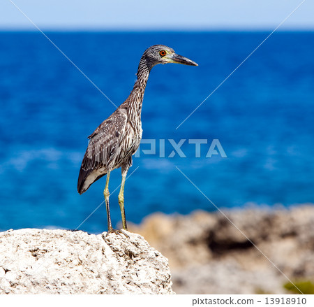 Gray heron on stones on background of the sea. Jamaica... 13918910