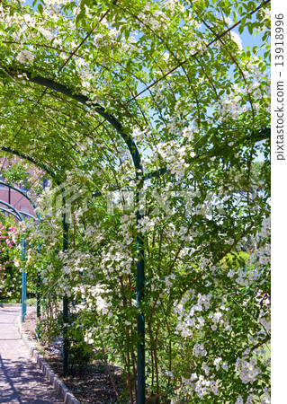 Rome. Italy. gallery in flowers. San-Alessio park (Roseto) Rome. Italy. gallery in flowers. San-Alessio park (Roseto) 13918996