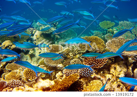 Fishes in corals. Maldives 13919172