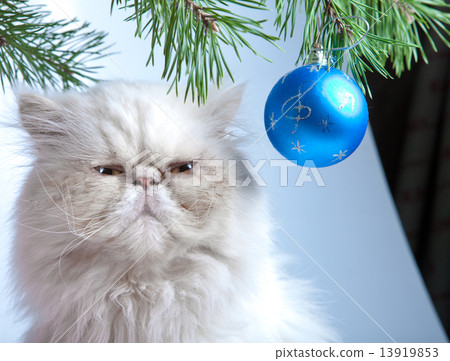 New Year's ball and  white cat 13919853