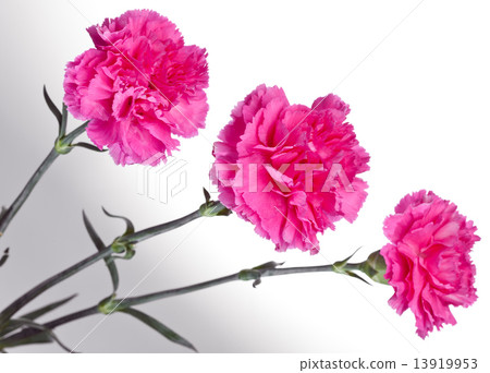 three pink carnations three pink carnations 13919953