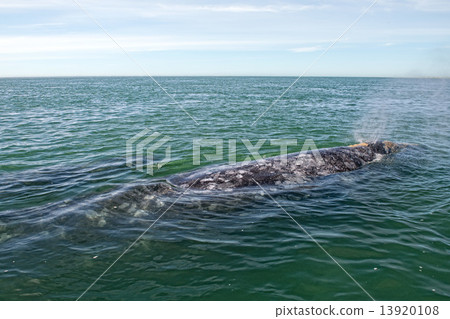 grey whale while blowing for breathing grey whale while blowing for breathing 13920108