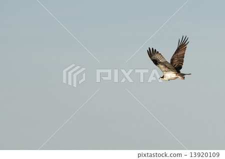 white eagle 13920109