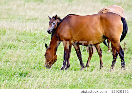 Horse sorrel with foal 13920151