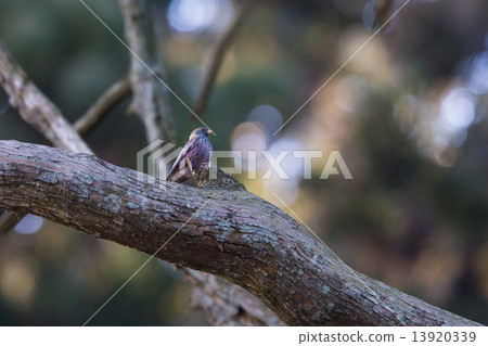 Hagi Masiko 13920339