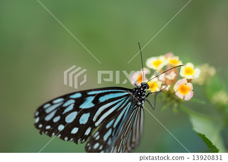 蝴蝶 蝴蝶 13920831