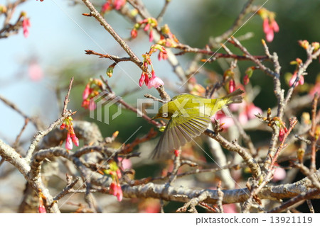 櫻花和mezzo 13921119