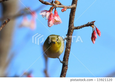 櫻花和mezzo 櫻花和mezzo 13921120