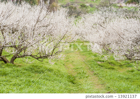 plum	 13921137