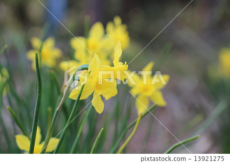 Trumpet Daffodils 13921275