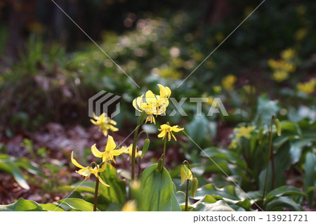 Yellow flowers Yellow flowers 13921721