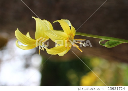 黃色的花朵 13921724