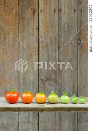 Evolution of red tomato - maturing process of the fruit – stages of development Evolution of red tomato - maturing process of the fruit – stages of development 13922262