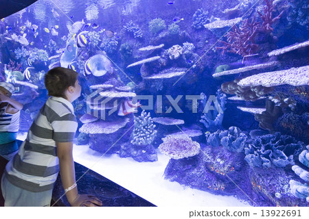 The boy in Oceanarium considers fish 13922691