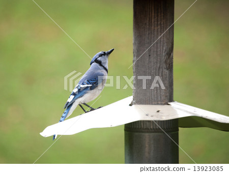 Blue Jay at feeder 13923085