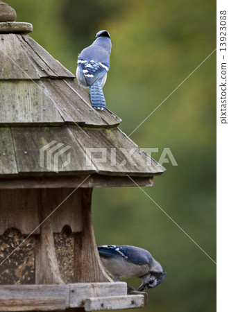 Blue Jay at feeder 13923088