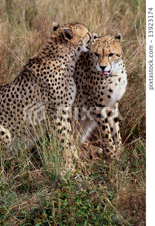 Cheetah Cheetah 13923174