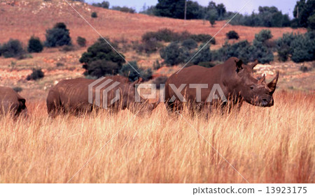 Rhino Rhino 13923175
