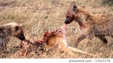 hyena hyena 13923176
