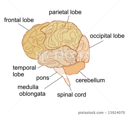 Brain sections vector illustration 13924070