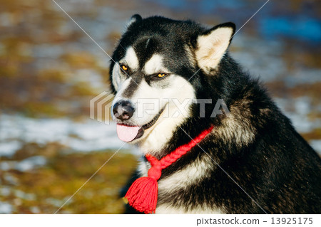 Beautiful Alaskan Malamute Dog Outdoor 13925175