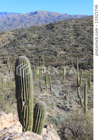 Saguaro National Park Saguaro National Park 13925746