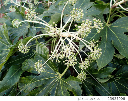 冬天過後的冬天花朵散落 13925906