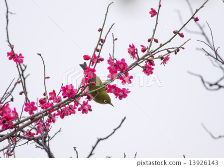 Meiro and red plum 13926143
