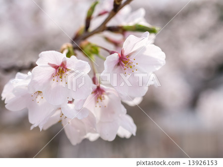 櫻桃樹 13926153